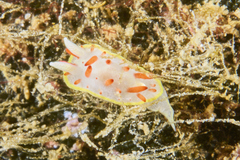 Diaphorodoris papillata