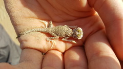 Phrynocephalus arabicus