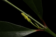 Mascarenhasia