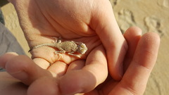 Phrynocephalus arabicus