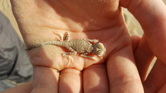 Phrynocephalus arabicus