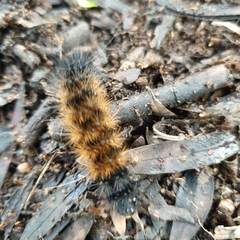 Rhodogastria similis