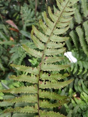 Microlepia marginata