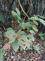 Lindera reflexa