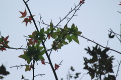 Liquidambar formosana