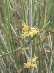 Ephedra intermedia