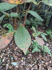 Lindera reflexa