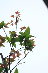 Liquidambar formosana