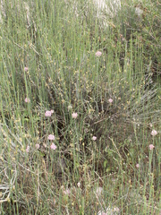 Ephedra intermedia