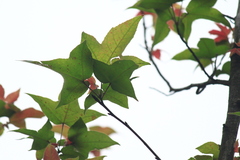Liquidambar formosana