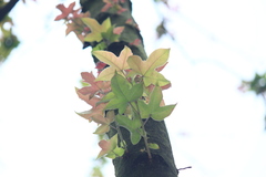 Liquidambar formosana