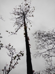 Liquidambar formosana