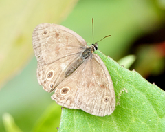Euptychia