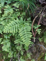 Dicranopteris pedata
