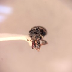 Smicraulax tuberculatus