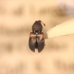 Smicraulax tuberculatus