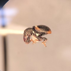 Smicraulax tuberculatus