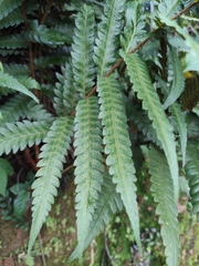Woodwardia japonica