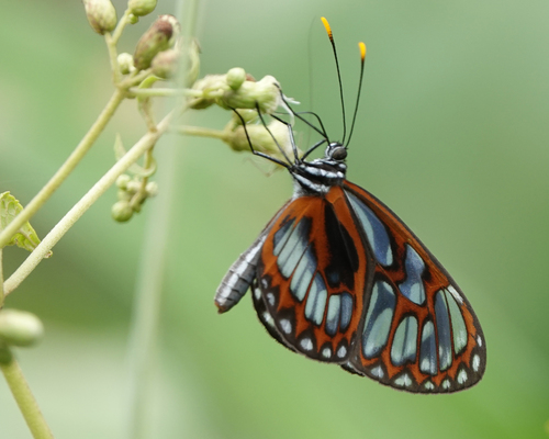 Ithomia ellara
