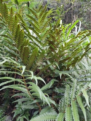 Woodwardia japonica