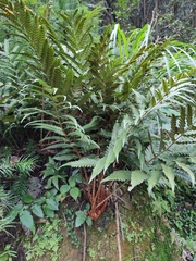 Woodwardia japonica