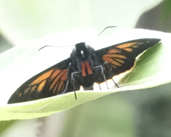 Pyrrhopyge kelita