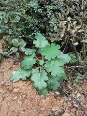 Macleaya cordata