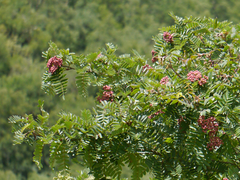 Sorbus foliolosa
