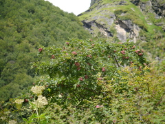 Sorbus foliolosa