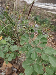 Lespedeza davidii