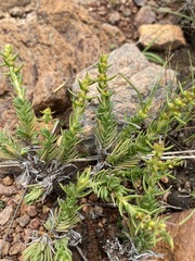 Crassula lanceolata image