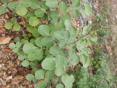 Lespedeza davidii