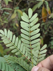 Albizia kalkora