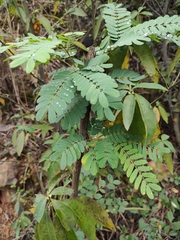 Albizia kalkora