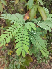 Albizia kalkora