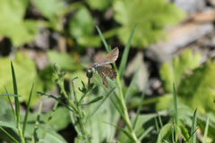 Theclinesthes serpentata