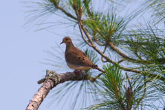 Zenaida macroura image
