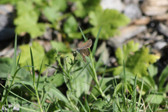 Theclinesthes serpentata