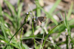Theclinesthes serpentata