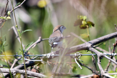Stizoptera bichenovii bichenovii