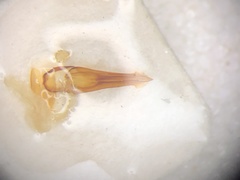 Melanotus decumanus
