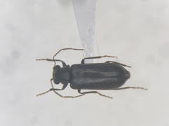 Ernobius lacustris