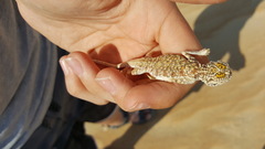 Phrynocephalus arabicus
