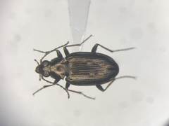 Bembidion punctatostriatum