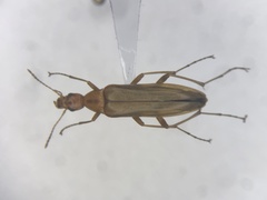 Cephaloon lepturides