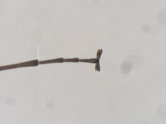 Cephaloon lepturides