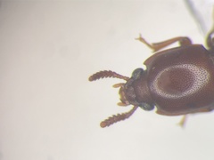Corticeus praetermissus
