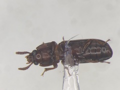 Corticeus praetermissus
