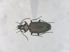 Agonum octopunctatum