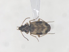 Tetragonoderus fasciatus